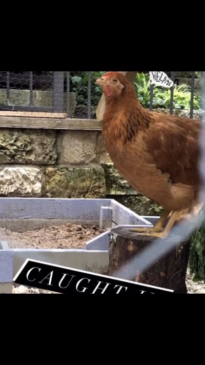 Does this hen have a respiratory infection? | BackYard Chickens - Learn ...