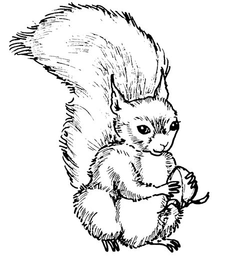 Printable Squirrel Coloring Page