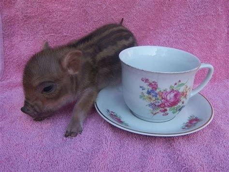 Pictures Of Teacup Pigs With Actual Teacups - Barnorama