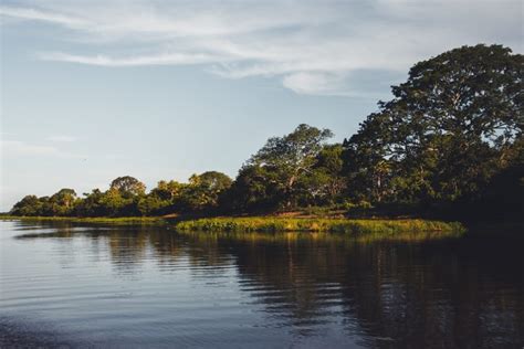 Pantanal – Flora e Fauna – Midia Exata