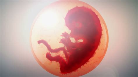 Scientists Use Stem Cells To Grow Whole Model Of Human Embryo Without Sperm Or Egg Geelong