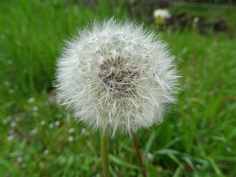 Pusteblume L Wenzahn Gew Hnlicher Kostenloses Foto Auf Pixabay Pixabay