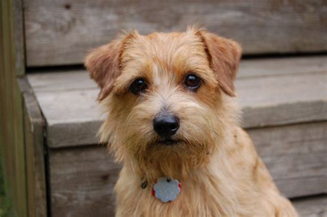 Norfolk Terrier Breed Dog History And Health Facts