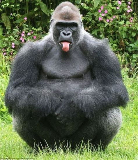 Funny Gorilla Smiling