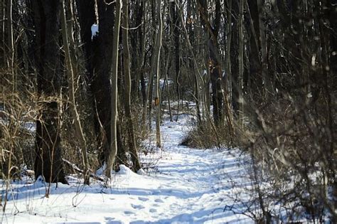 What Lies Ahead By Shelley Smith Tree Art Fine Art America Tree