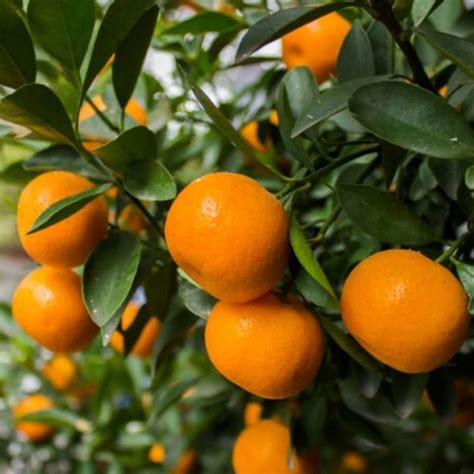 Mandarini Tardivo di Ciaculli Azienda Agricola Spanò