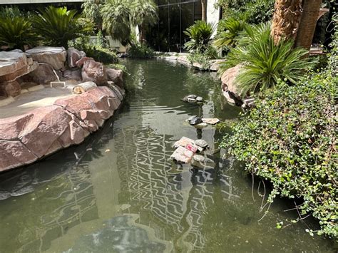 Flamingo Las Vegas Wildlife Habitat The Good And The Stinky