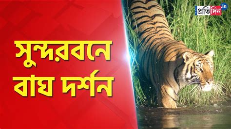 Again Royal Bengal Tiger Seen In Sundarban Sangbad Pratidin Youtube