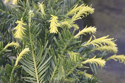 Buy Cephalotaxus Harringtonia Duke Gardens Japanese Plum Yew — Mr