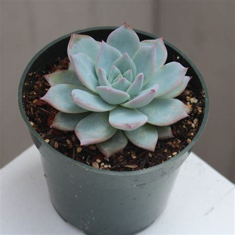 Echeveria Blue Bird Succulent Gardens