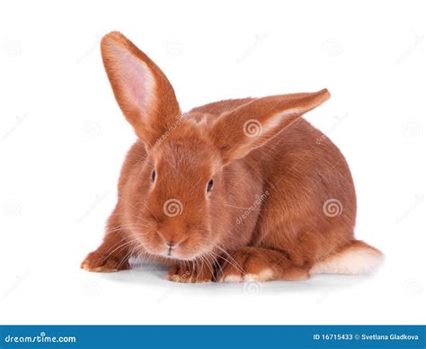 The Red Rabbit Stock Photos - Image: 16715433