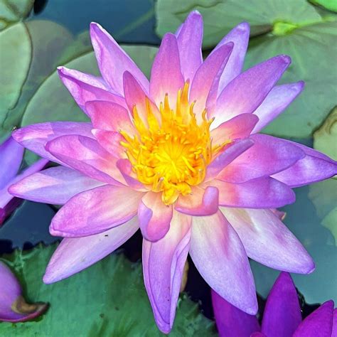 Waterlilies For Purchase Waterlilies Near Me Aquascape