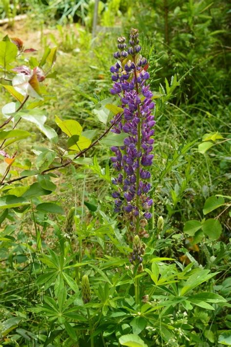 15 Red Hummingbird Flowers to Add to Your Organic Garden