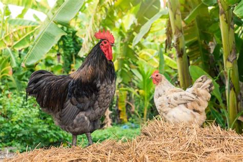 How Do Roosters Fertilize Eggs A Complete Guide