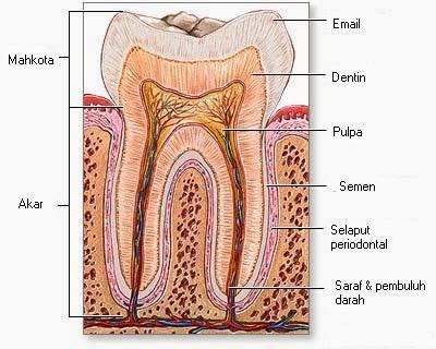 Pengalaman Sakit Ke Cabut Gigi Graham Blog Kimi Jamai