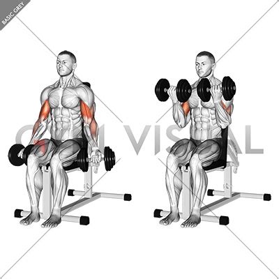 Dumbbell Seated Bicep Curl