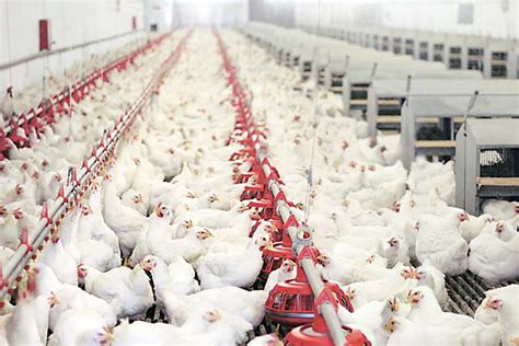 Sri Lanka Plans To Import One Million Eggs Daily From India