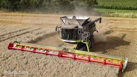 K Harvest Claas Lexion Tt Cutting Wheat In Sternfield