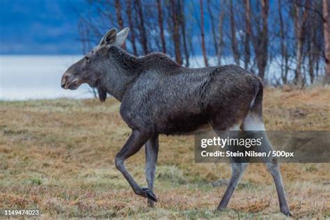 Moose Norway Photos and Premium High Res Pictures - Getty Images