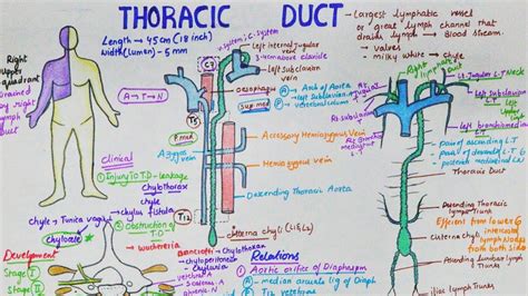 Right Lymphatic Duct