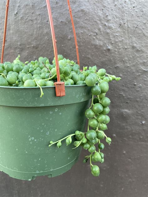 6 Senecio Rowleyanus String Of Pearls Seeds Terra Sol Garden