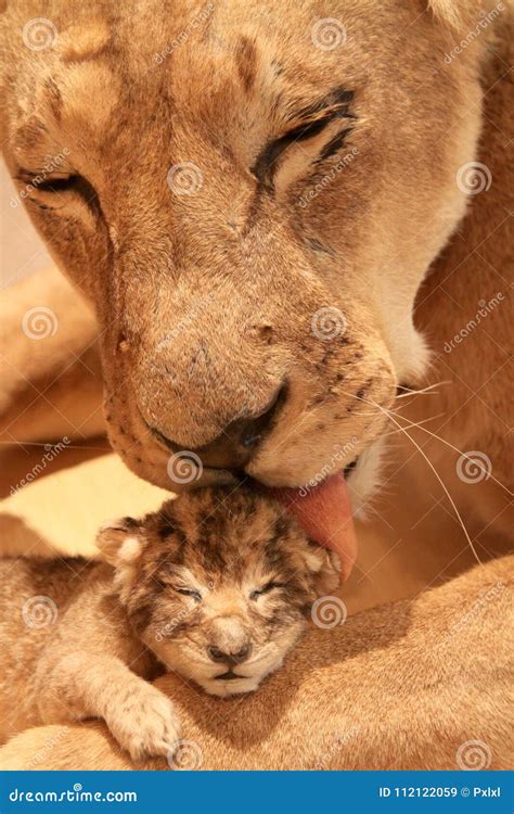 Lioness with her baby stock image. Image of head, looking - 112122059