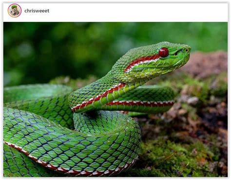 Pin By Alejandro Samuel On Serpientes Pit Viper Viper Snake