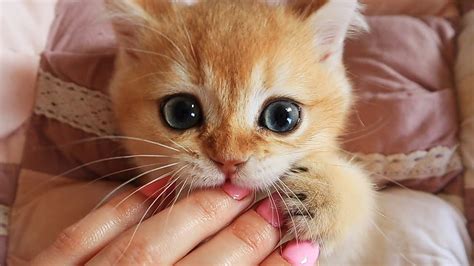 Tiny Cute Little Kittens 75 Insanely Adorable Tiny Kittens Kittens Love It When You Hold