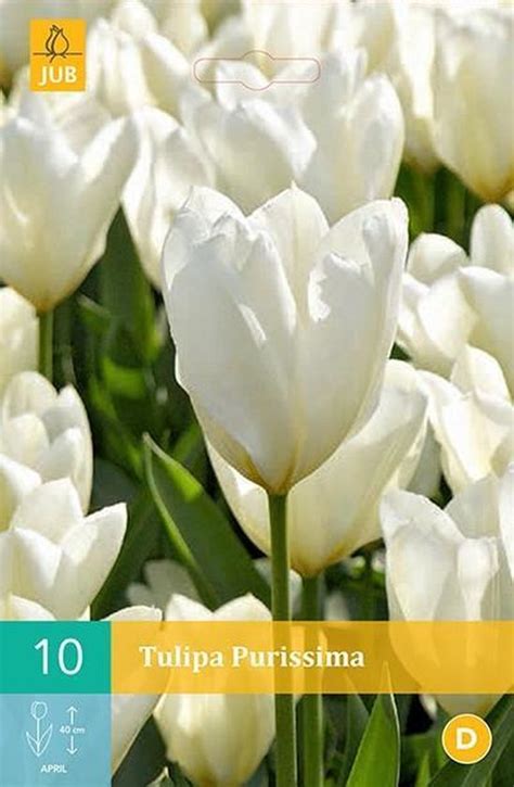 Tulipa Purissima Fosteriana Tulp Set Van Stuks Bol