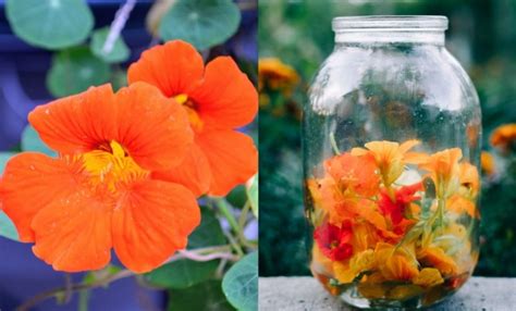 5 Reasons To Grow Nasturtiums & 10 Delicious Nasturtium Recipes