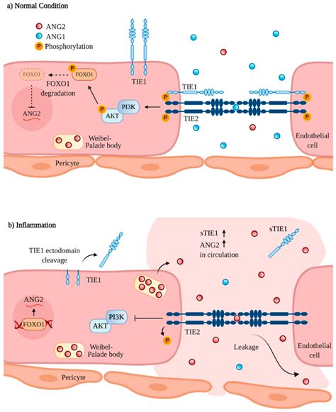 Shear Stress Control Of Vascular Leaks And Atheromas 50 Off