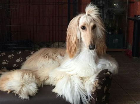 Afghan Hound dog image