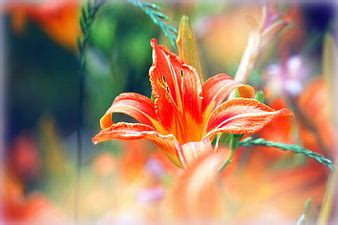 Hd Tigerlily Wallpapers Peakpx