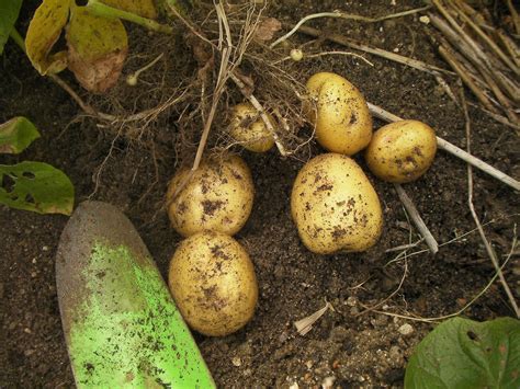 Small vege garden in a suburb: Harvesting potatoes in a rainy season