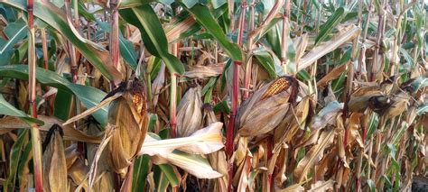 Corn Isn T Drying Normally In Some Areas Brownfield Ag News