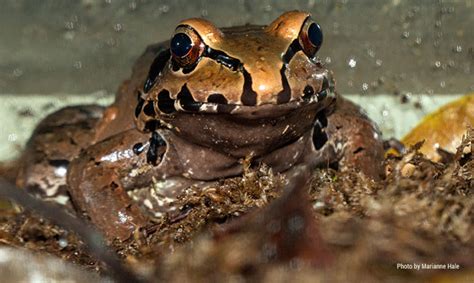 Smoky Jungle Frog San Francisco Zoo And Gardens