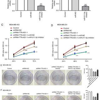 MiR 211 5p Inhibitor Relieved The Effects Of TTN AS1 Knockdown On