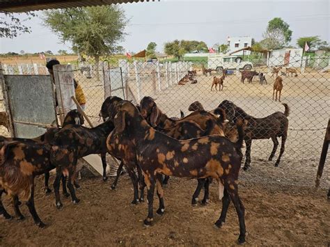 Sirohi Male Goat At Rs Kg Devgarhi Goat In Nagaur Id