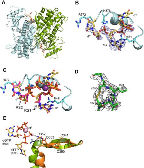 Samhd Binds Ssdna At Regulatory Sites A Structure Of Samhd Dimer