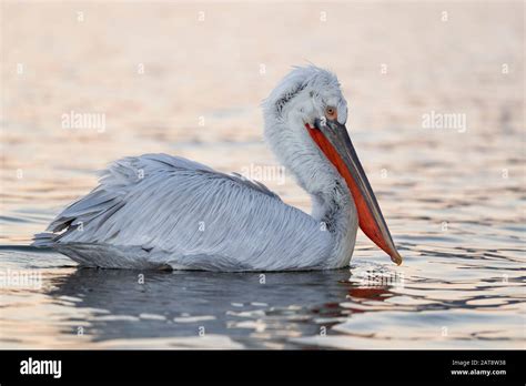 Adult Dalmatian Pelican Greece Hi Res Stock Photography And Images Alamy