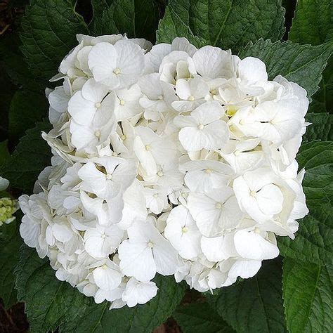 Best Heavenly White Hydrangeas Bhg Ideas Hydrangea Varieties