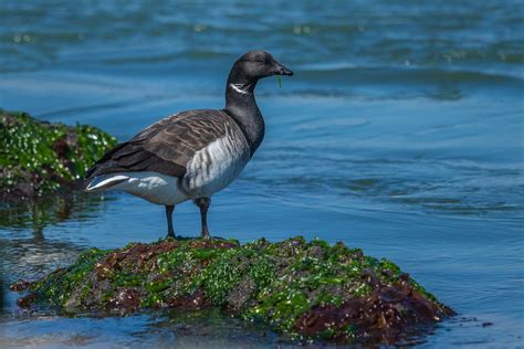 Brant Barnegat Lighthouse State Park New Jersey John Fritchey Flickr