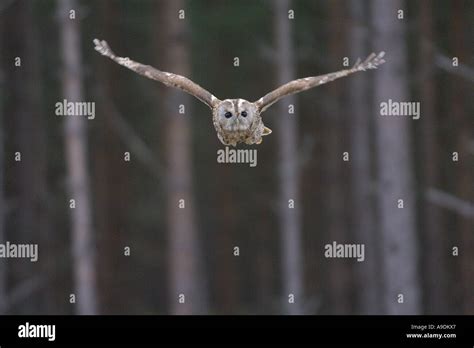 Tawny Owl Strix Aluco Adult In Flight Scotland Captive Bird Stock Photo