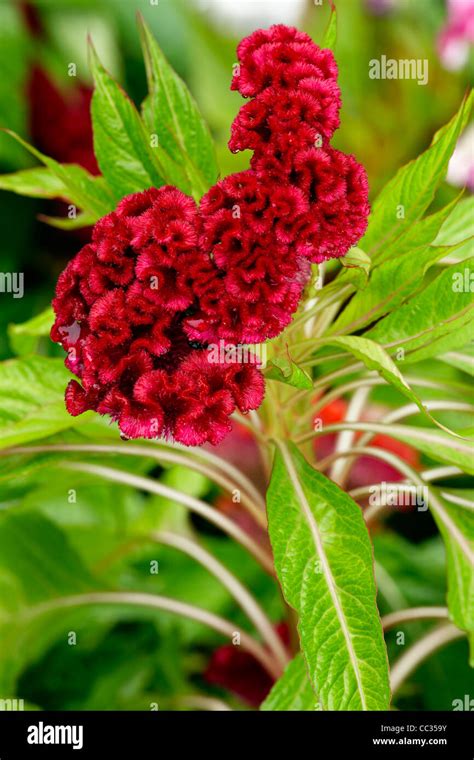 Close Up Of A Cockscomb Flower Cristate Or Crested Variety Of The