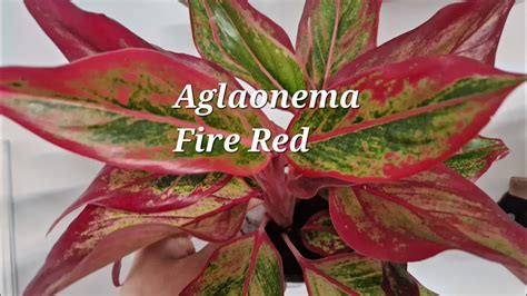 Aglaonema Red Fire Youtube