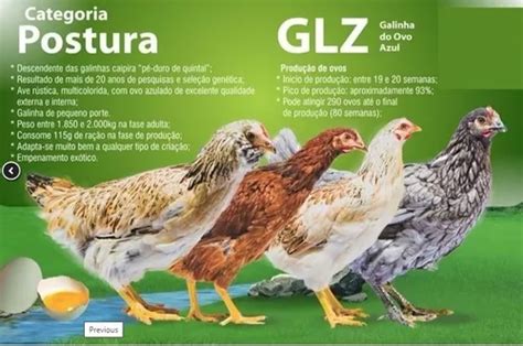 Ovos Azuis De Galinha Glz Poedeiras Parcelamento Sem Juros