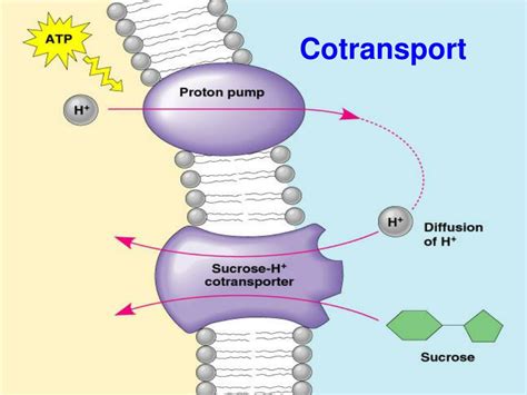 Ppt Transport In Plants Powerpoint Presentation Free Download Id