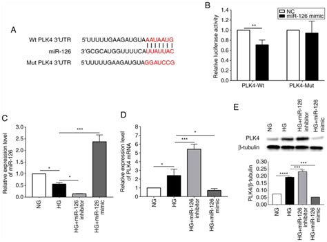 Microrna‑126 Suppresses The Proliferation And Migration Of Endothelial