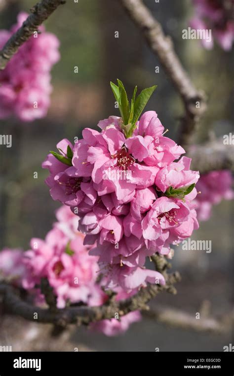 Bonanza Peach High Resolution Stock Photography And Images Alamy