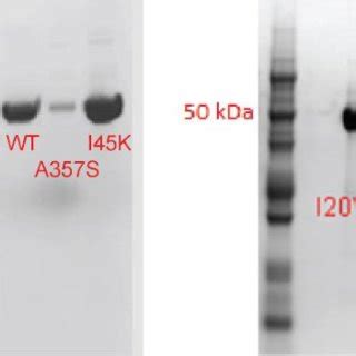 Sds Page Gel Of Two Wild Type And Mutant Enzymes Sample Bands Formed